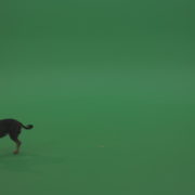 Chihuahua-small-puppy-dog-barking-in-green-screen-studio_002 Green Screen Stock