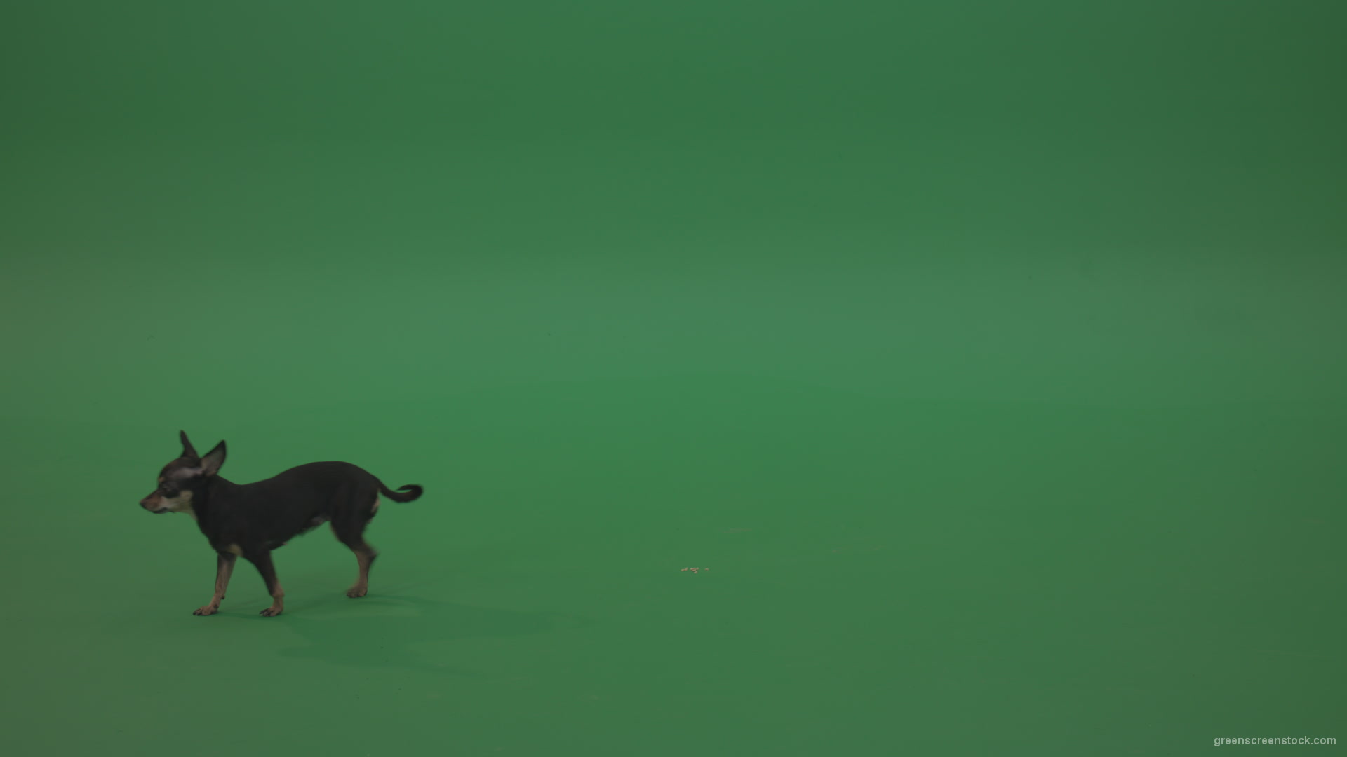Chihuahua-small-puppy-dog-barking-in-green-screen-studio_002 Green Screen Stock