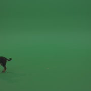 Chihuahua-small-puppy-dog-barking-in-green-screen-studio_004 Green Screen Stock