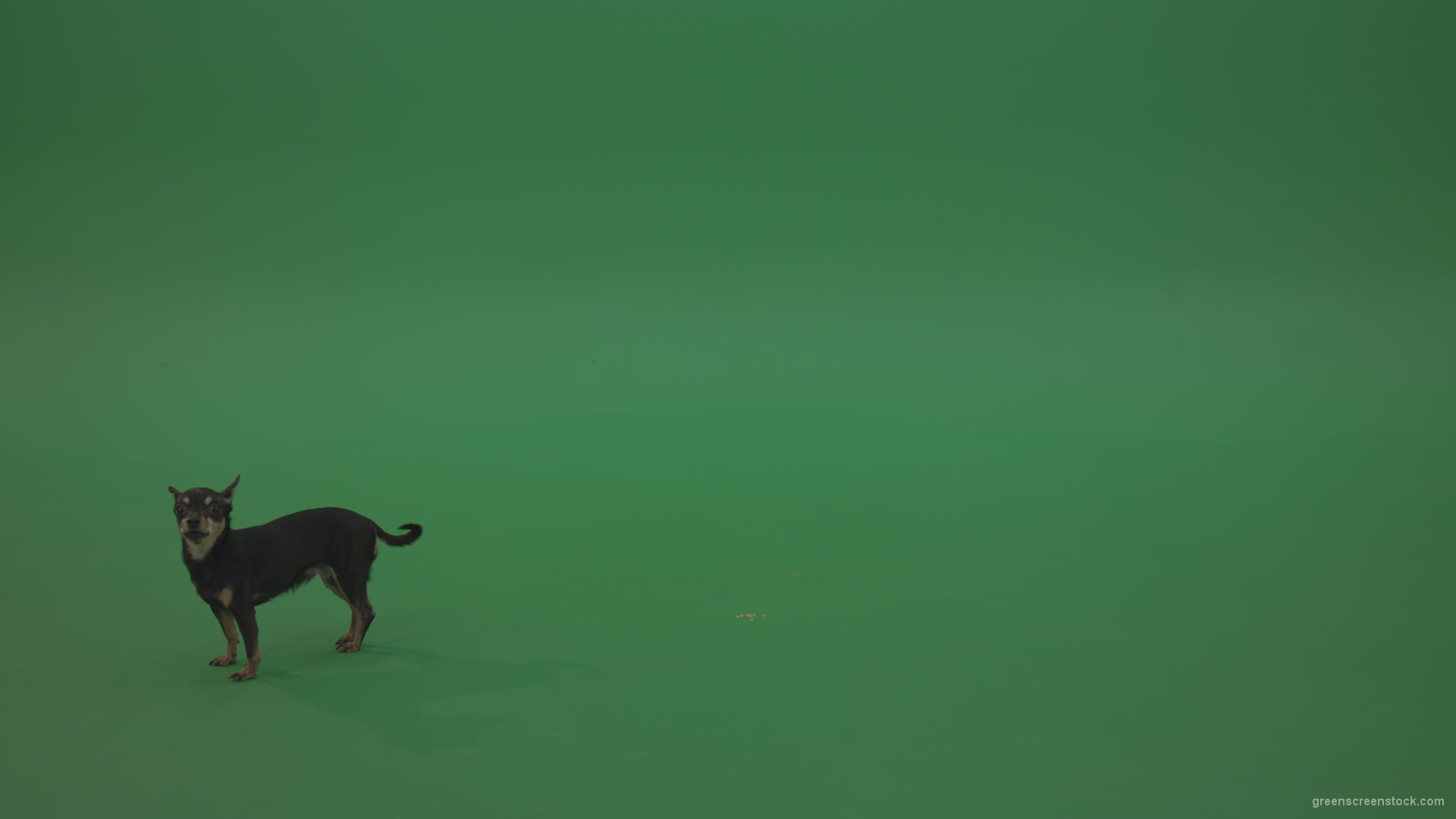 Chihuahua-small-puppy-dog-barking-in-green-screen-studio_004 Green Screen Stock