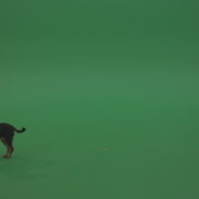 Chihuahua-small-puppy-dog-barking-in-green-screen-studio_005 Green Screen Stock