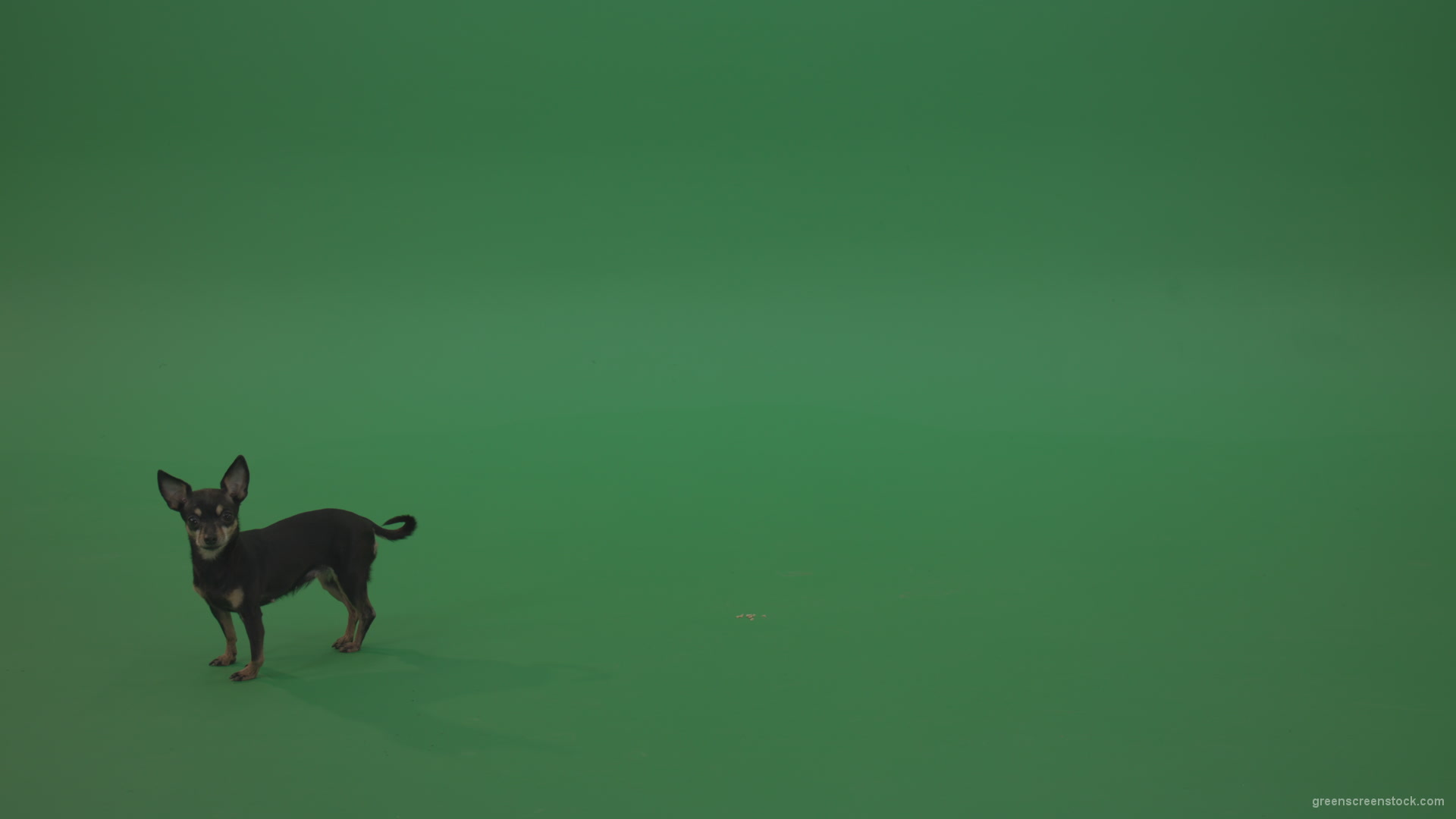 Chihuahua-small-puppy-dog-barking-in-green-screen-studio_006 Green Screen Stock