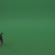 Chihuahua-small-puppy-dog-barking-in-green-screen-studio_007 Green Screen Stock