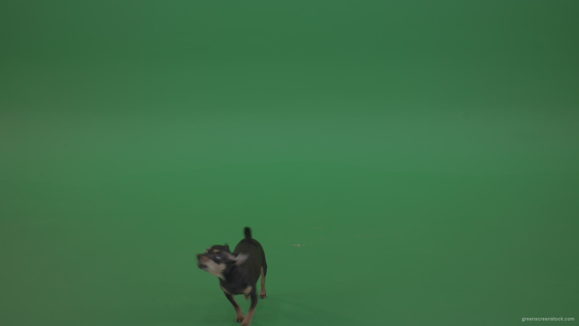 Chihuahua-small-puppy-dog-barking-in-green-screen-studio_009 Green Screen Stock