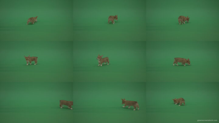 Green-Screen-Animal-Pembroke-Welsh-Corgi-Dog-Korgi-searching-a-food-isolated-on-green-background Green Screen Stock