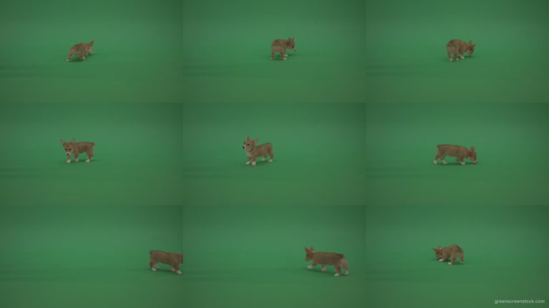 Green-Screen-Animal-Pembroke-Welsh-Corgi-Dog-Korgi-searching-a-food-isolated-on-green-background Green Screen Stock