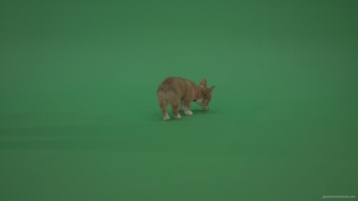 vj video background Green-Screen-Animal-Pembroke-Welsh-Corgi-Dog-Korgi-searching-a-food-isolated-on-green-background_003