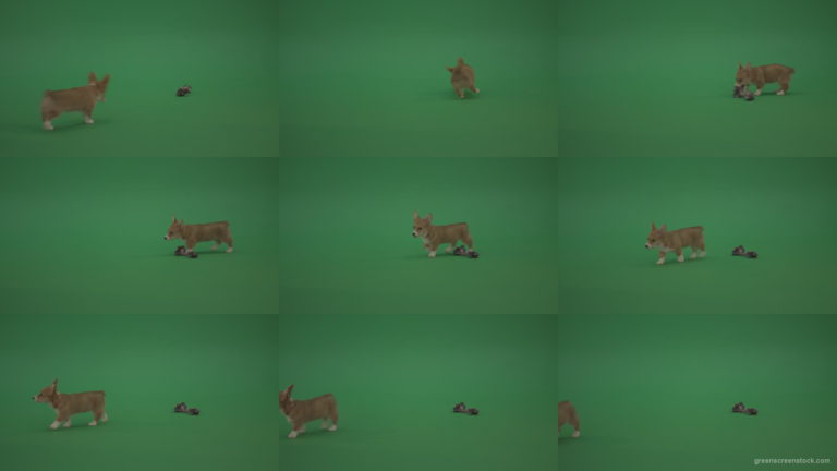 Green-Screen-Dog-Pembroke-Welsh-Corgi-Animal-play-with-toy-dolly-on-green-background Green Screen Stock