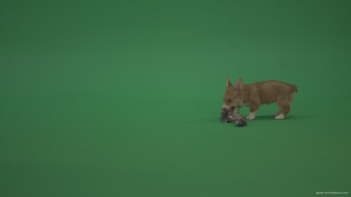 vj video background Green-Screen-Dog-Pembroke-Welsh-Corgi-Animal-play-with-toy-dolly-on-green-background_003