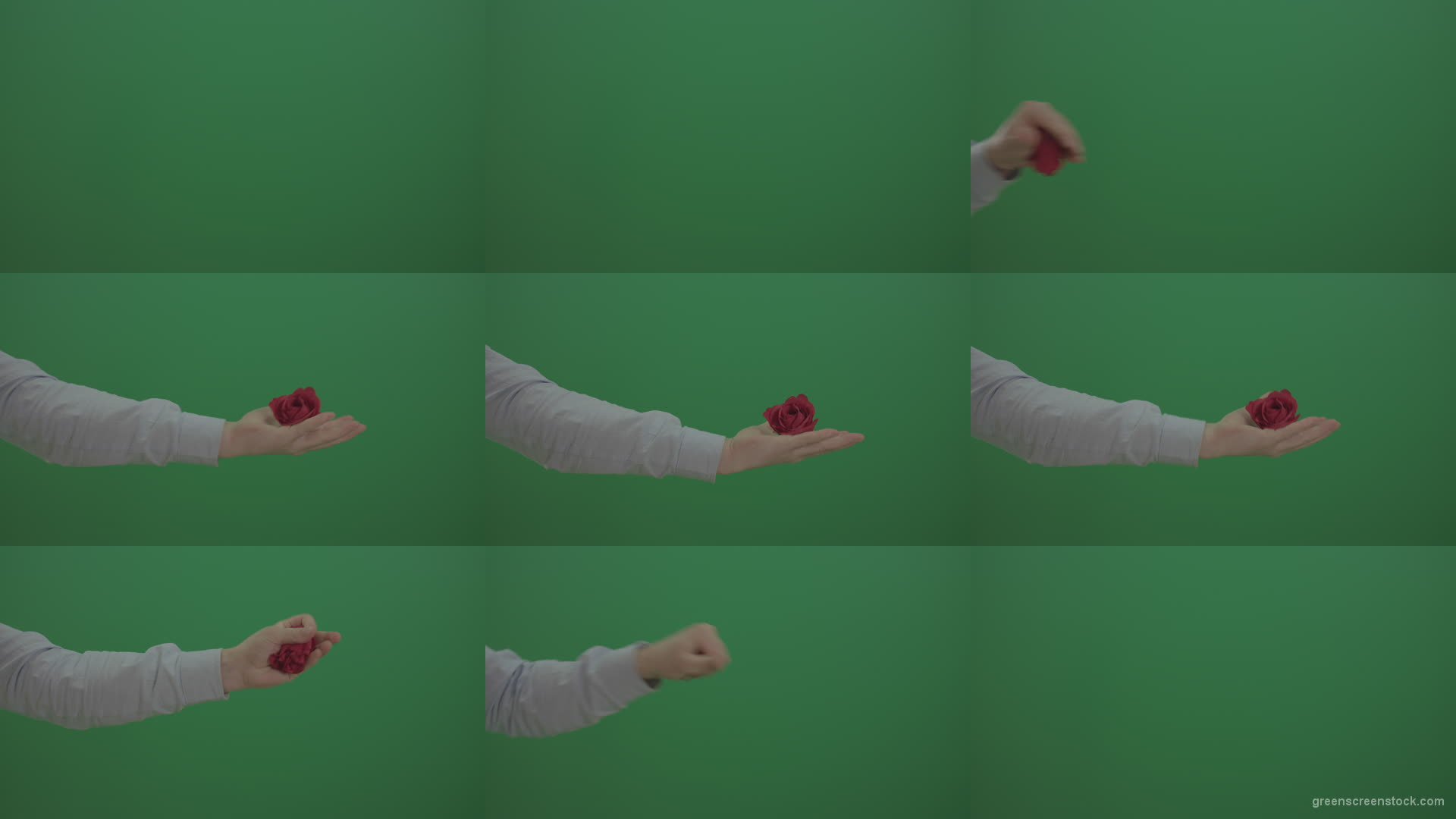 Green-Screen-Man-hand-is-showing-red-rose-flower-and-go-back-isolated-on-green-background Green Screen Stock