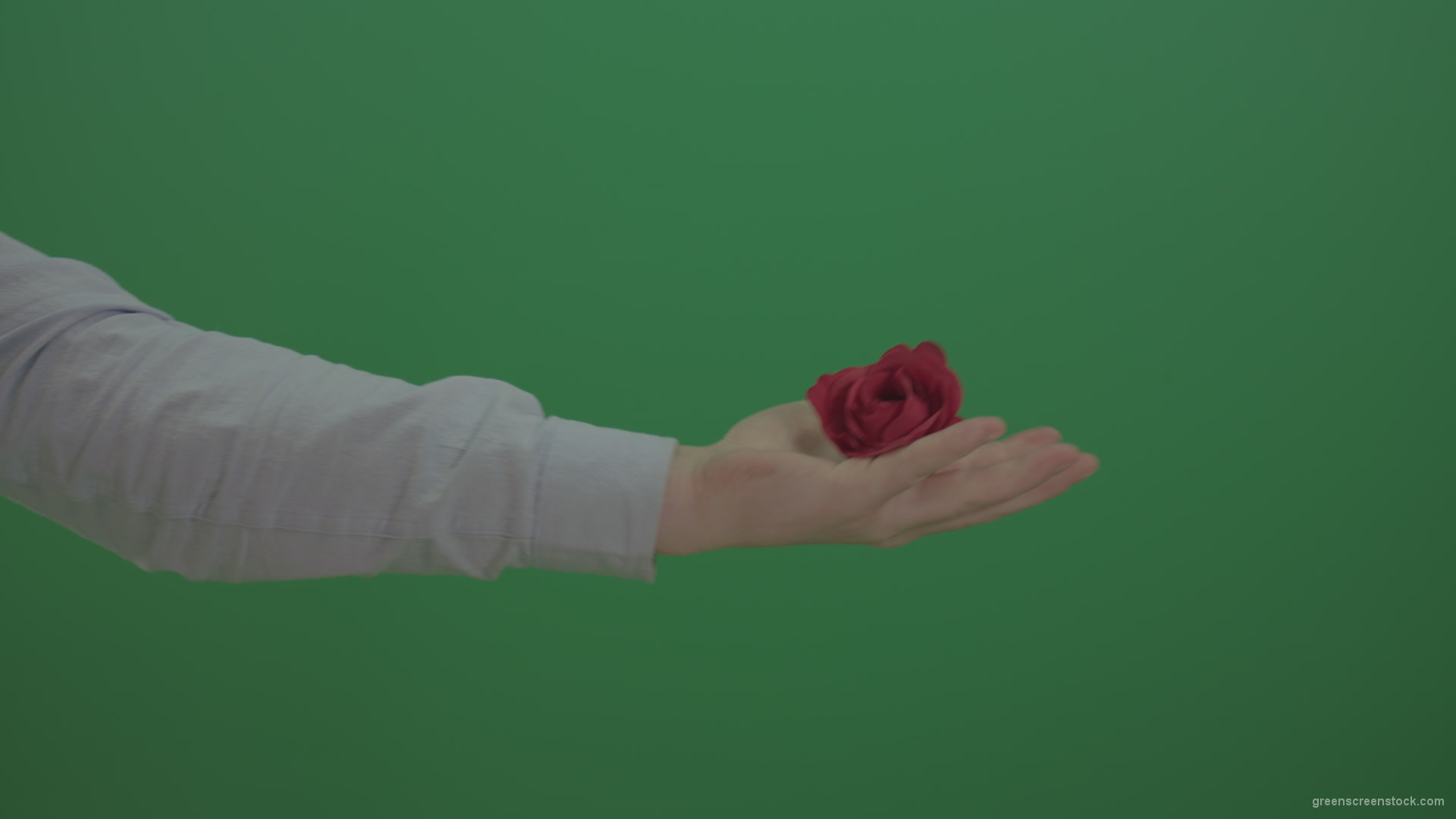 Green-Screen-Man-hand-is-showing-red-rose-flower-and-go-back-isolated-on-green-background_004 Green Screen Stock