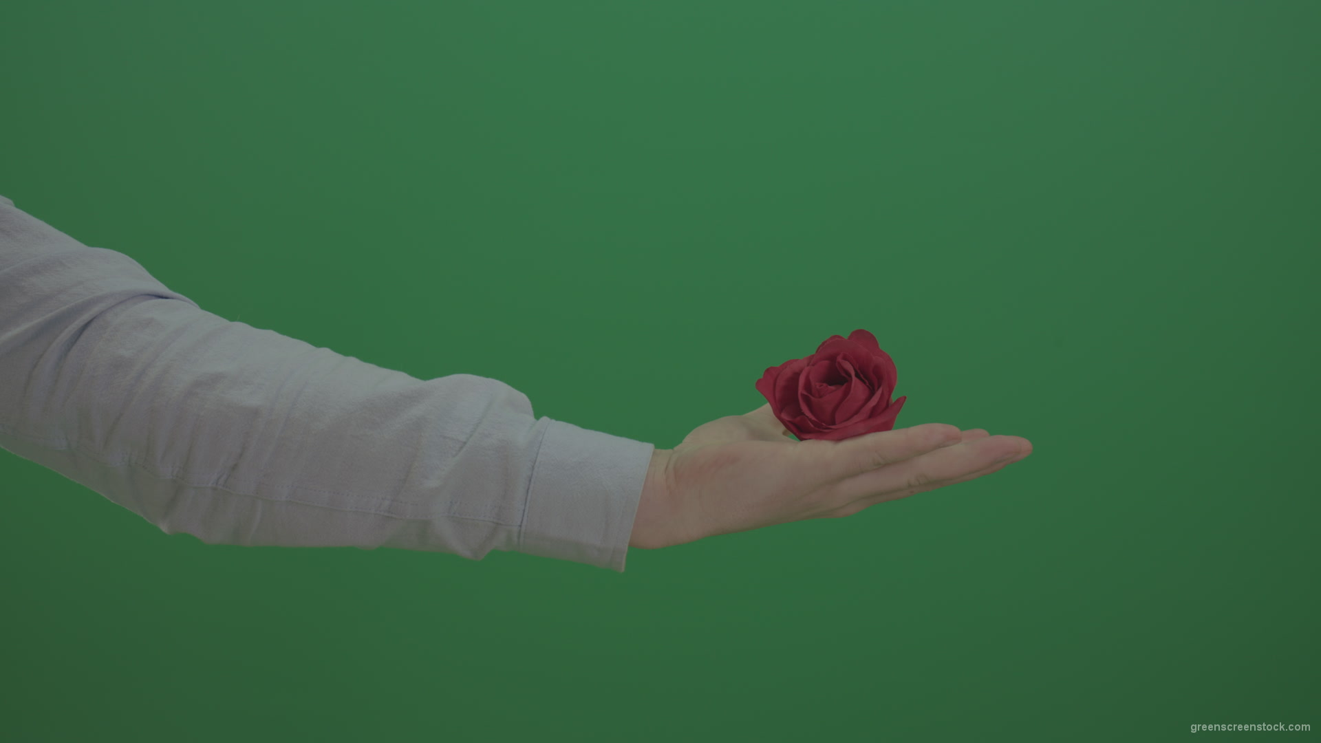 Green-Screen-Man-hand-is-showing-red-rose-flower-and-go-back-isolated-on-green-background_005 Green Screen Stock