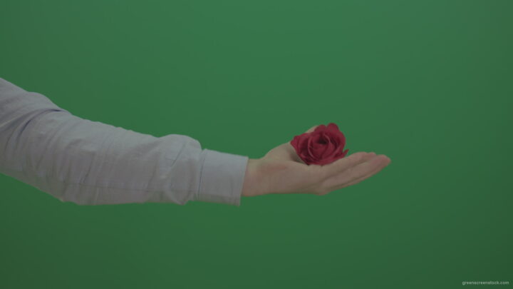 Green-Screen-Man-hand-is-showing-red-rose-flower-and-go-back-isolated-on-green-background_006 Green Screen Stock