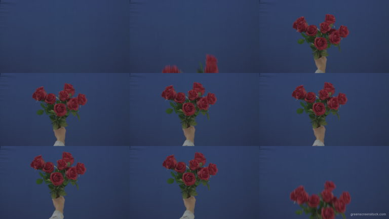 Man-hand-gift-a-small-bunch-of-flowers-red-rose-isolated-on-blue-chromakey-green-screen Green Screen Stock