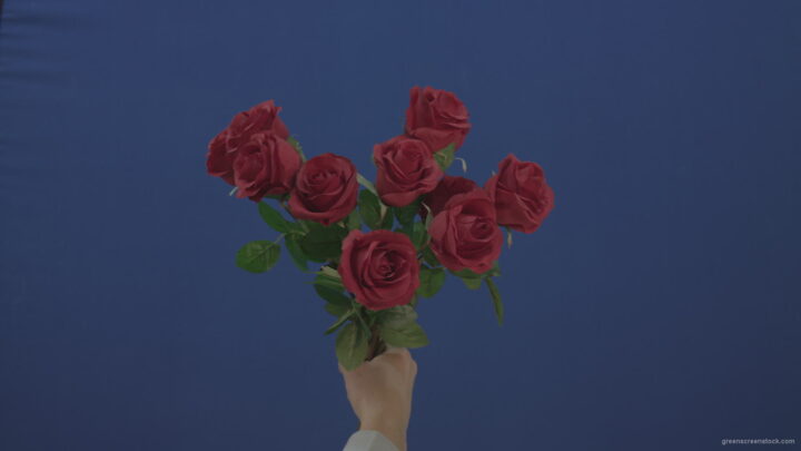 vj video background Man-hand-gift-a-small-bunch-of-flowers-red-rose-isolated-on-blue-chromakey-green-screen_003
