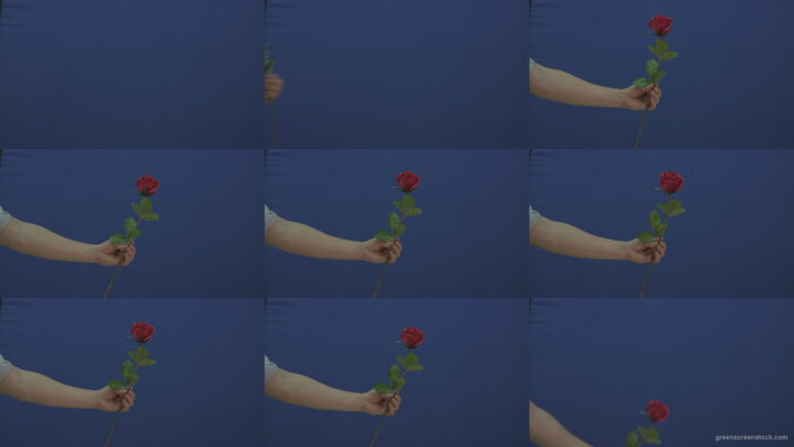 Man-hand-give-showing-one-red-rose-flower-isolated-on-blue-chromakey-green-screen Green Screen Stock