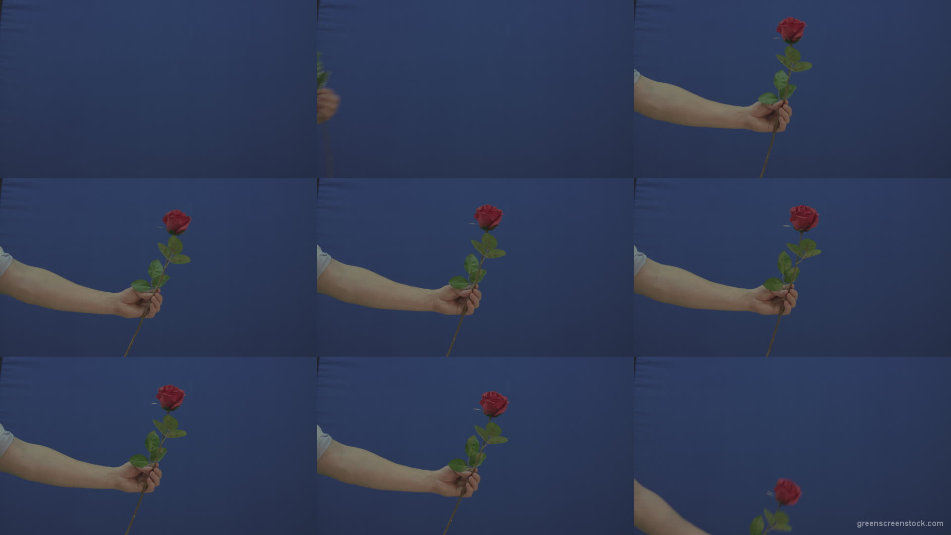 Man-hand-give-showing-one-red-rose-flower-isolated-on-blue-chromakey-green-screen Green Screen Stock