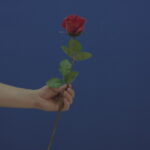 vj video background Man-hand-give-showing-one-red-rose-flower-isolated-on-blue-chromakey-green-screen_003