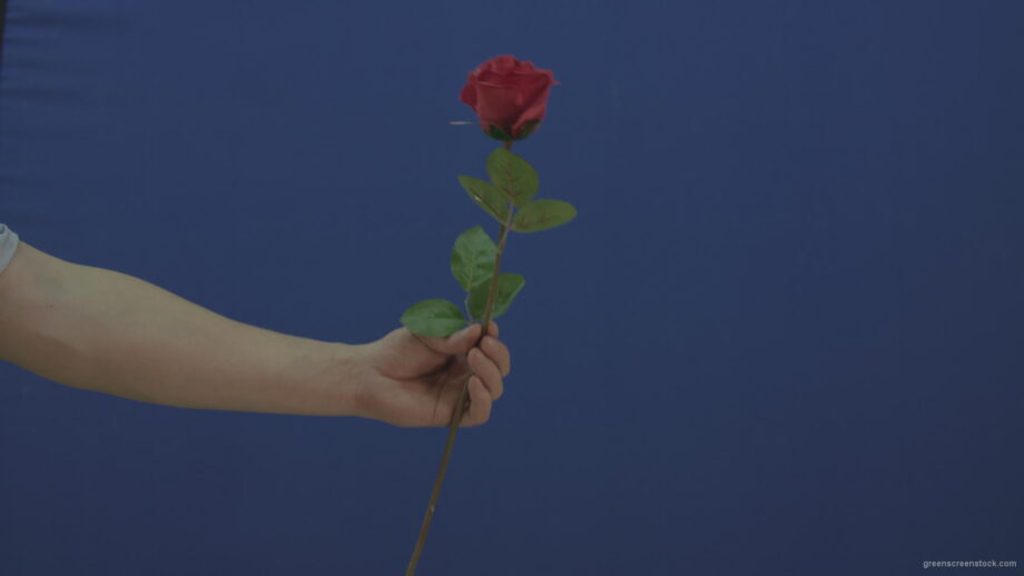 vj video background Man-hand-give-showing-one-red-rose-flower-isolated-on-blue-chromakey-green-screen_003
