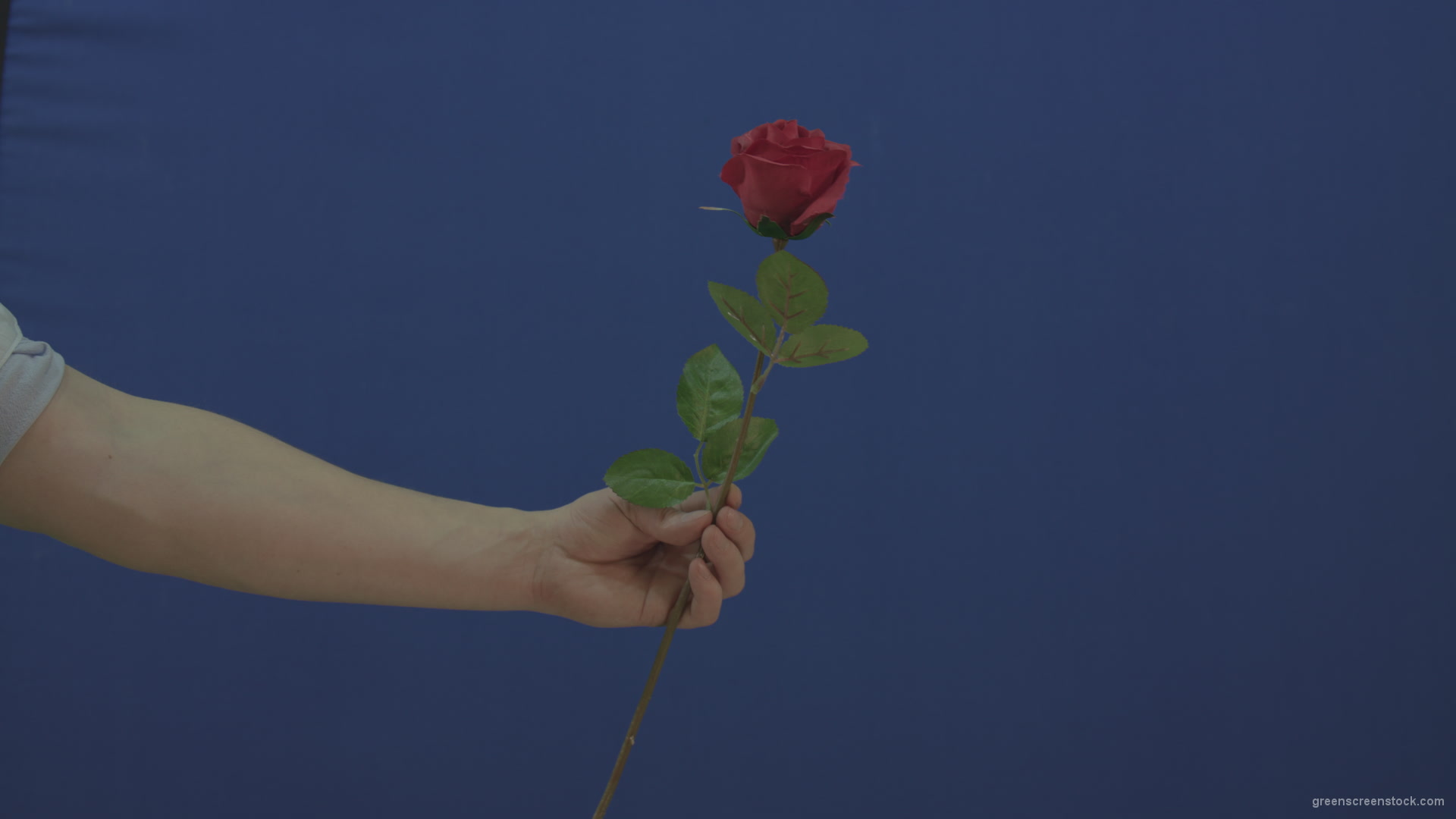 Man-hand-give-showing-one-red-rose-flower-isolated-on-blue-chromakey-green-screen_005 Green Screen Stock