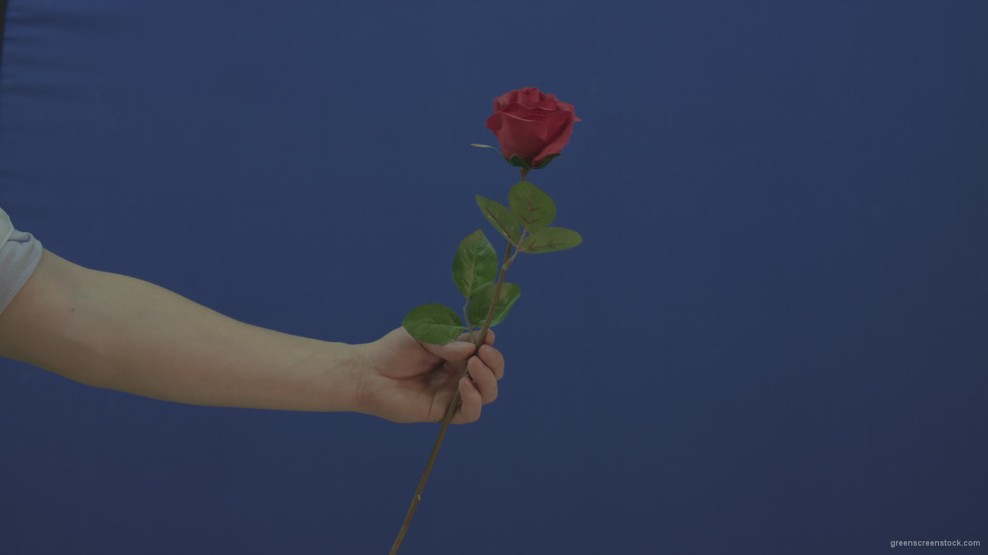 Man-hand-give-showing-one-red-rose-flower-isolated-on-blue-chromakey-green-screen_007 Green Screen Stock