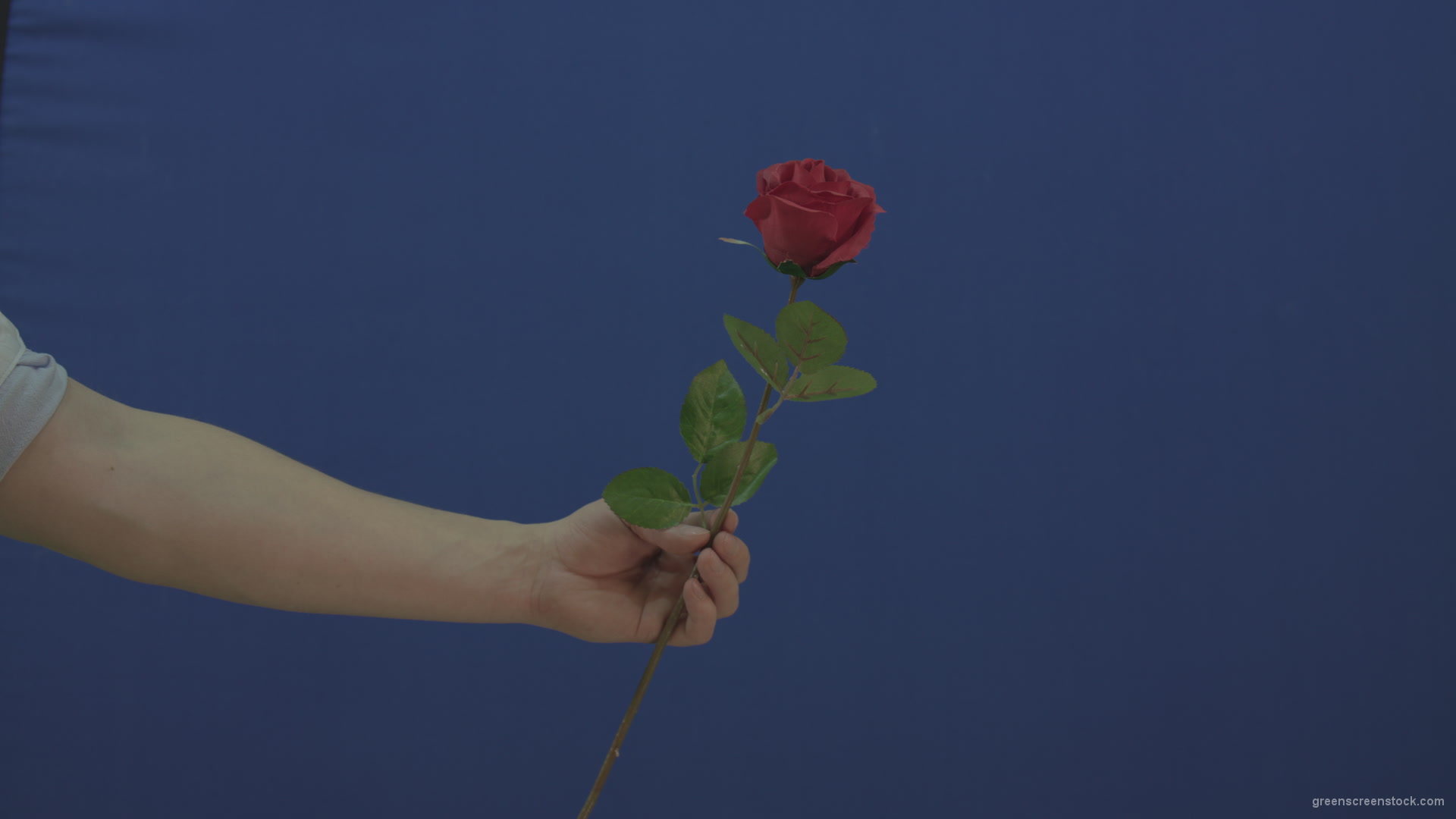 Man-hand-give-showing-one-red-rose-flower-isolated-on-blue-chromakey-green-screen_008 Green Screen Stock