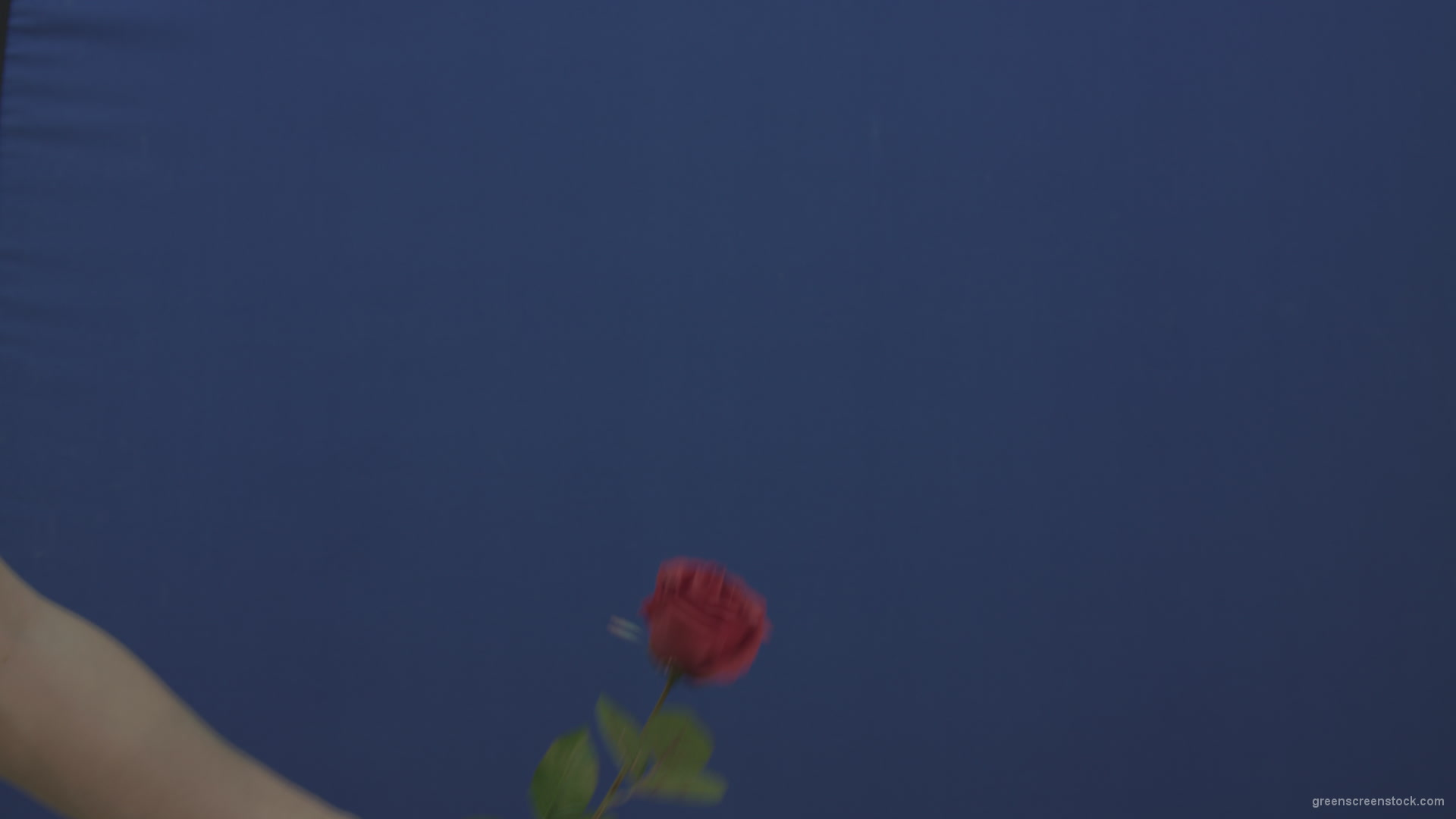 Man-hand-give-showing-one-red-rose-flower-isolated-on-blue-chromakey-green-screen_009 Green Screen Stock