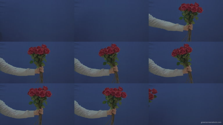 Man-hand-giving-a-bunch-set-of-red-roses-isolated-on-blue-chromakey-background Green Screen Stock