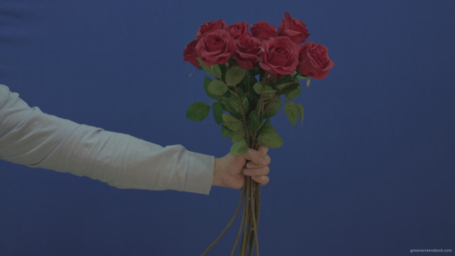 vj video background Man-hand-giving-a-bunch-set-of-red-roses-isolated-on-blue-chromakey-background_003