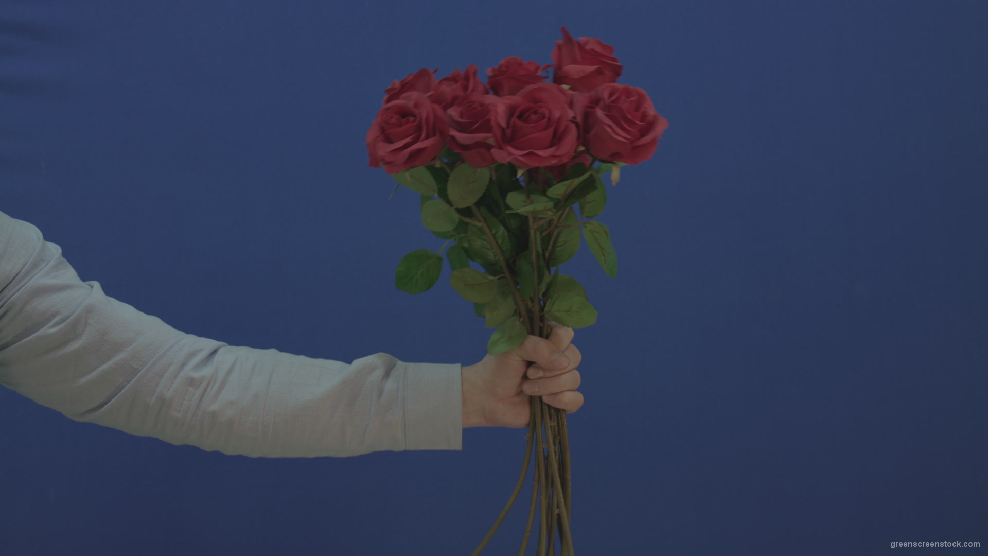Man-hand-giving-a-bunch-set-of-red-roses-isolated-on-blue-chromakey-background_004 Green Screen Stock