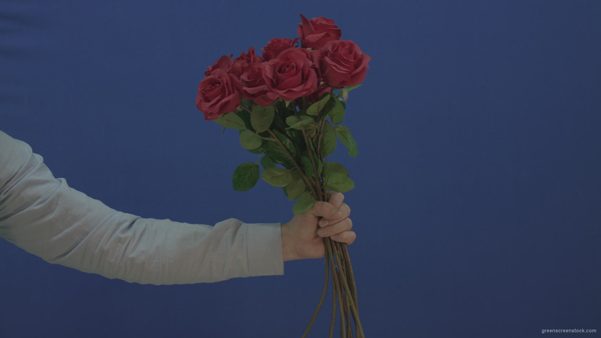 Man-hand-giving-a-bunch-set-of-red-roses-isolated-on-blue-chromakey-background_005 Green Screen Stock