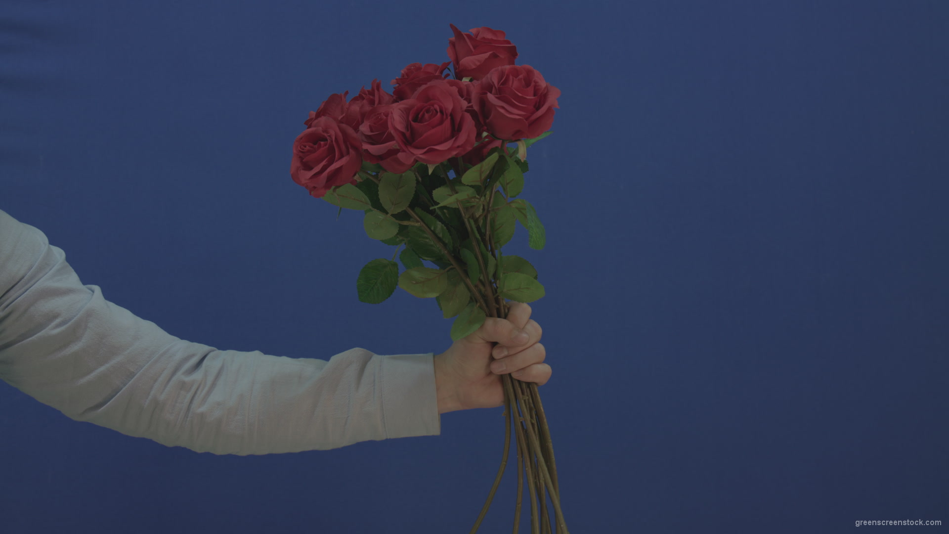 Man-hand-giving-a-bunch-set-of-red-roses-isolated-on-blue-chromakey-background_006 Green Screen Stock