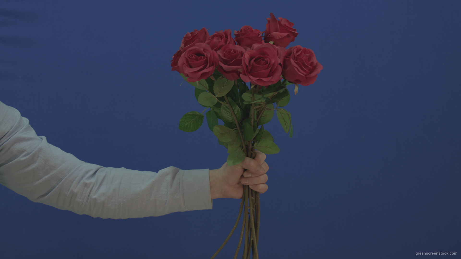 Man-hand-giving-a-bunch-set-of-red-roses-isolated-on-blue-chromakey-background_007 Green Screen Stock