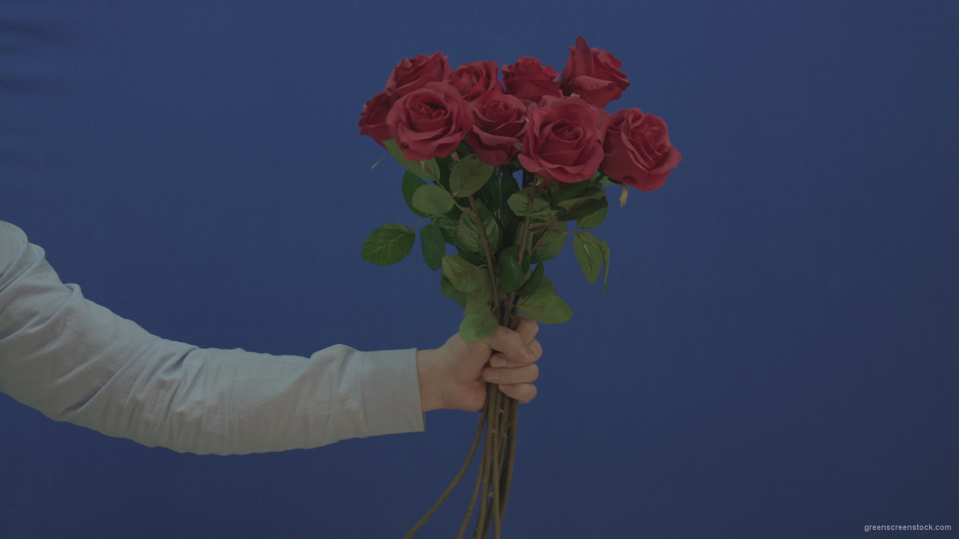 Man-hand-giving-a-bunch-set-of-red-roses-isolated-on-blue-chromakey-background_008 Green Screen Stock