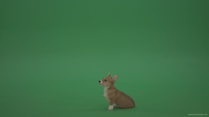 vj video background Pembroke-Welsh-Corgi-sit-on-green-screen-and-go-away-in-4K_003