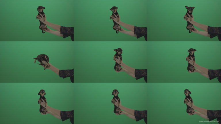 Small-Toy-terrier-Chihuahua-dog-in-hands-on-green-screen Green Screen Stock