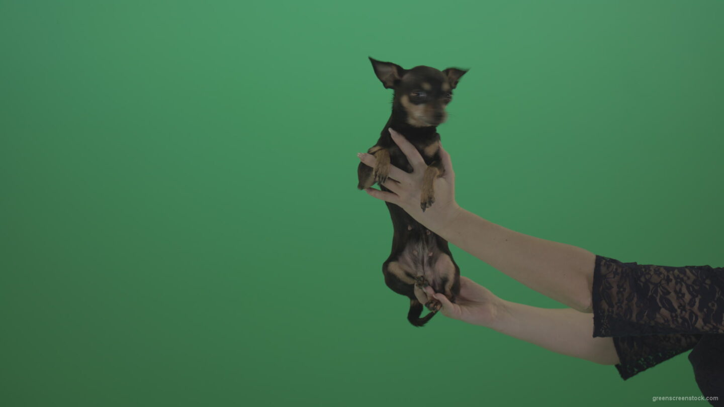 vj video background Small-Toy-terrier-Chihuahua-dog-in-hands-on-green-screen_003