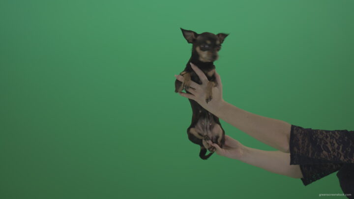 vj video background Small-Toy-terrier-Chihuahua-dog-in-hands-on-green-screen_003