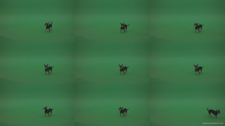 Small-puppy-Chihuahua-dog-looking-for-eats-in-green-screen-studio Green Screen Stock