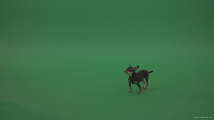 vj video background Small-puppy-Chihuahua-dog-looking-for-eats-in-green-screen-studio_003