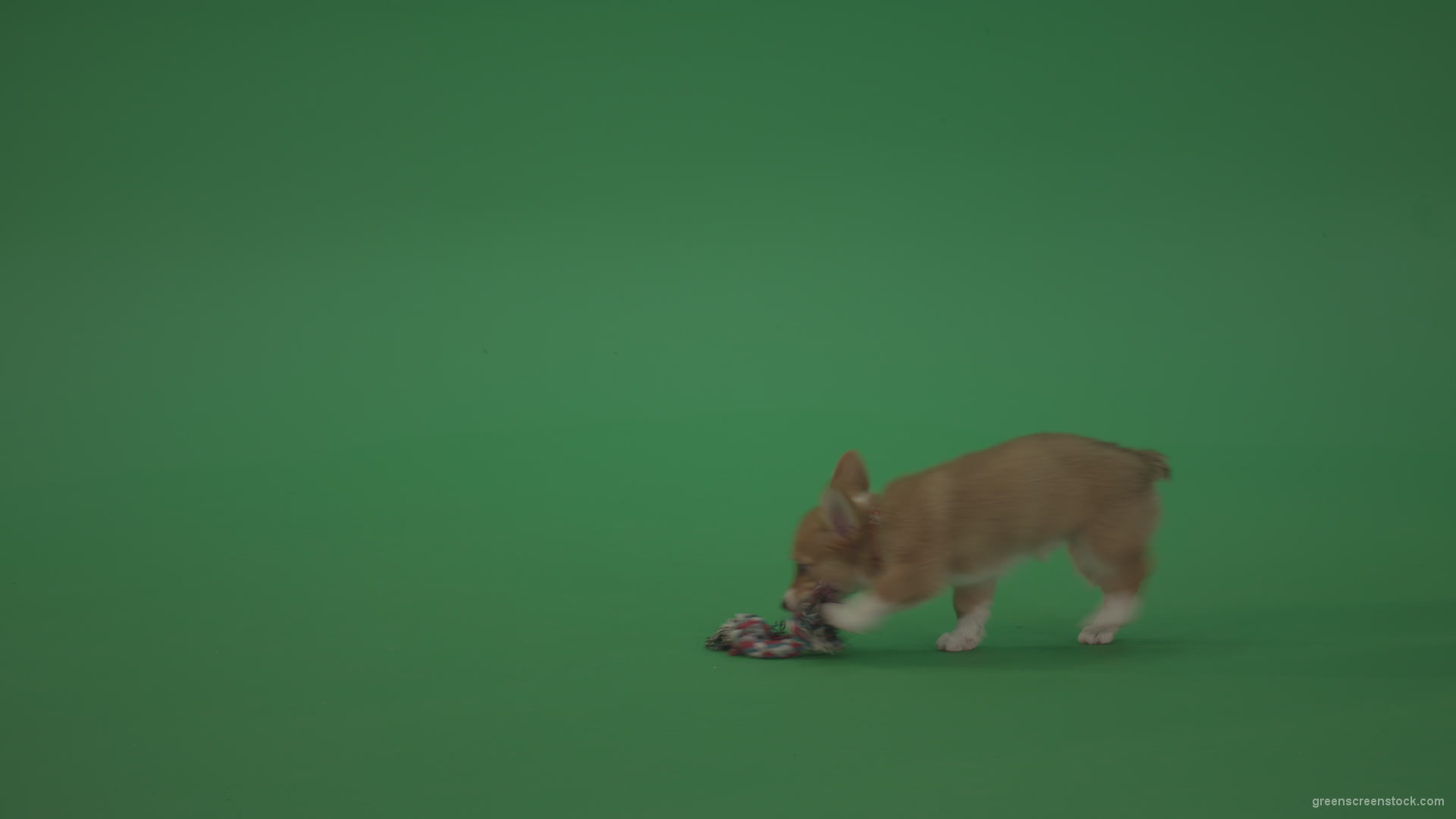 Small-toy-Korgi-welsh-dog-play-with-doll-on-green-screen-isolated_002 Green Screen Stock
