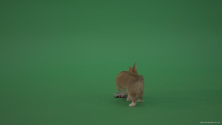 vj video background Small-toy-Korgi-welsh-dog-play-with-doll-on-green-screen-isolated_003