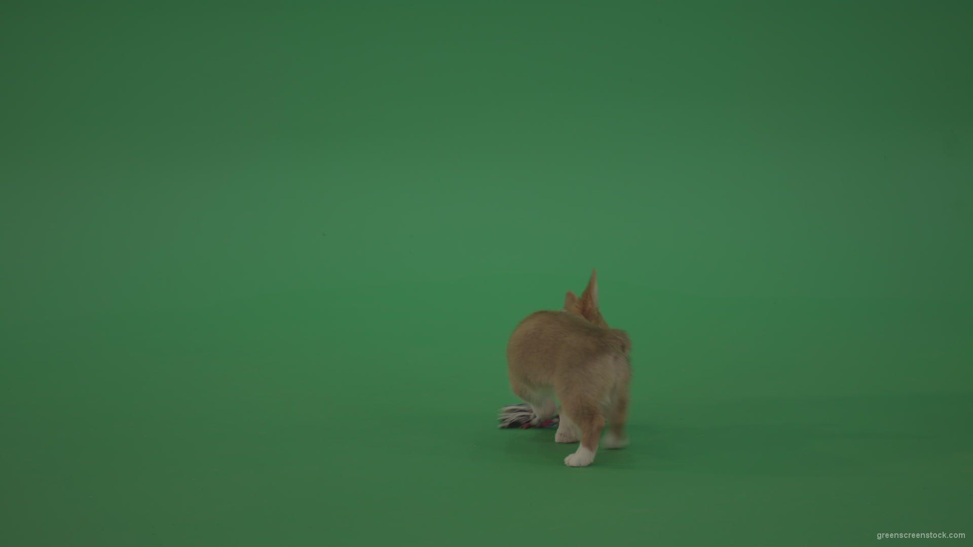 vj video background Small-toy-Korgi-welsh-dog-play-with-doll-on-green-screen-isolated_003