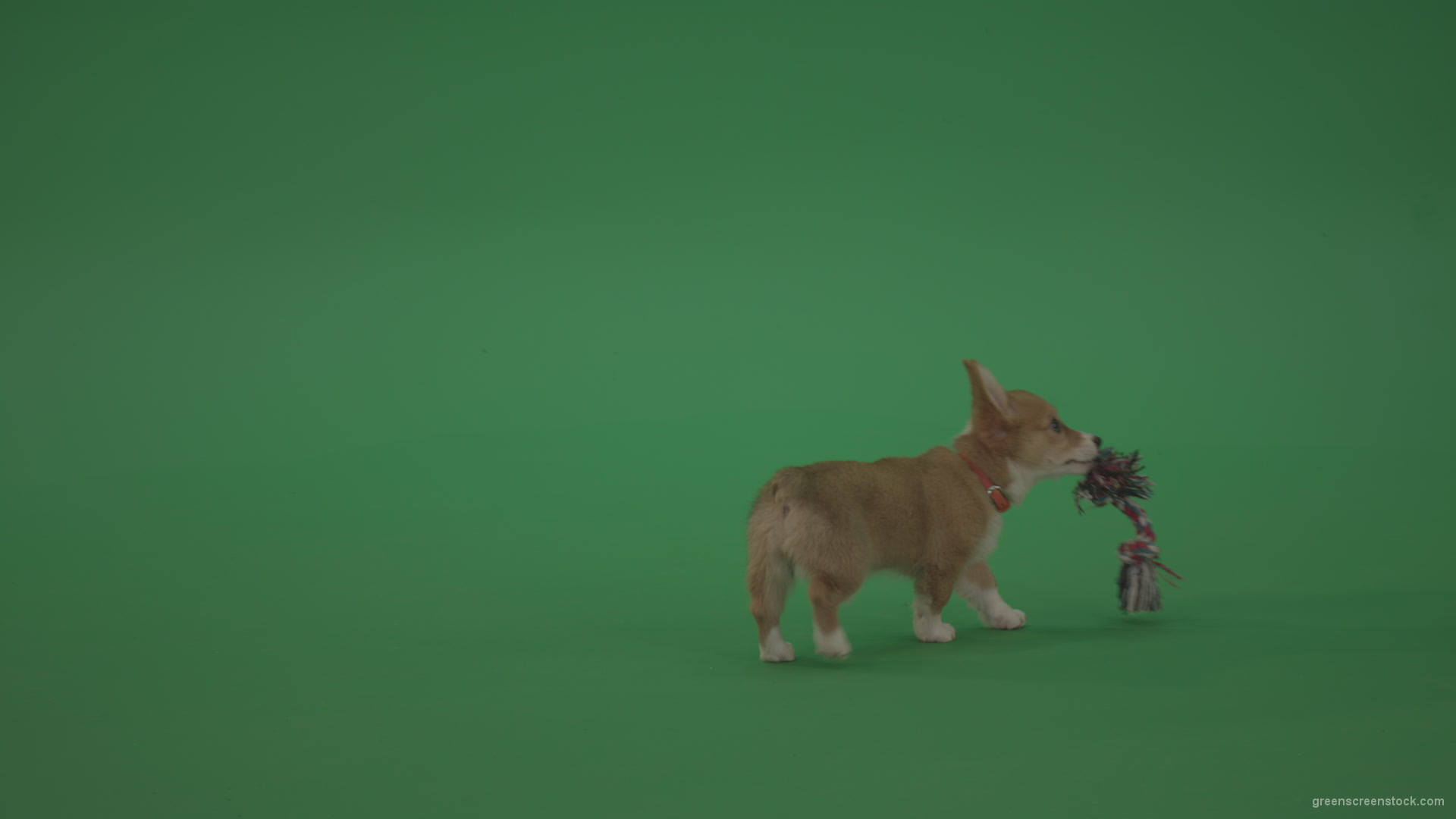 Small-toy-Korgi-welsh-dog-play-with-doll-on-green-screen-isolated_004 Green Screen Stock