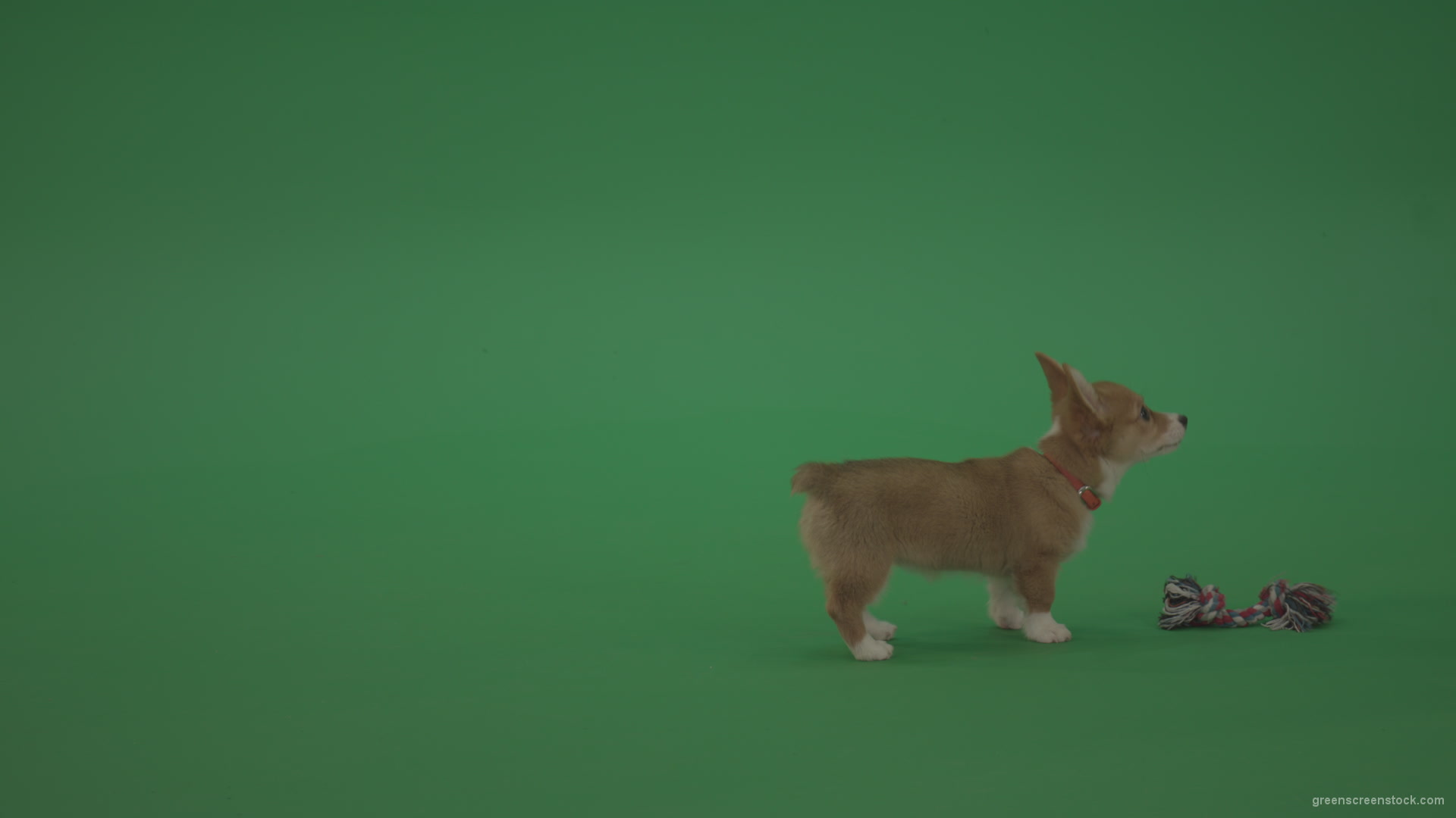 Small-toy-Korgi-welsh-dog-play-with-doll-on-green-screen-isolated_005 Green Screen Stock