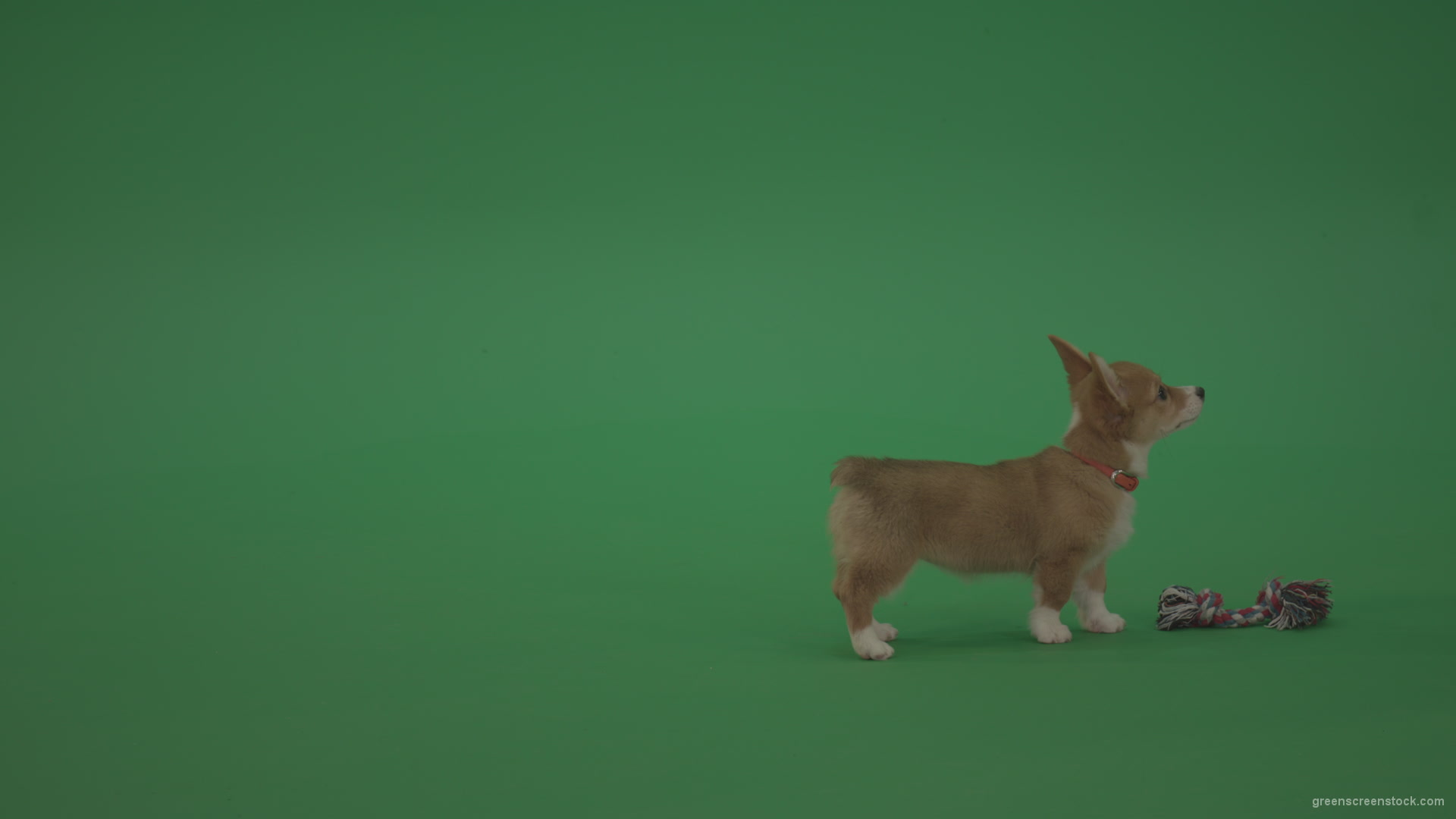 Small-toy-Korgi-welsh-dog-play-with-doll-on-green-screen-isolated_006 Green Screen Stock