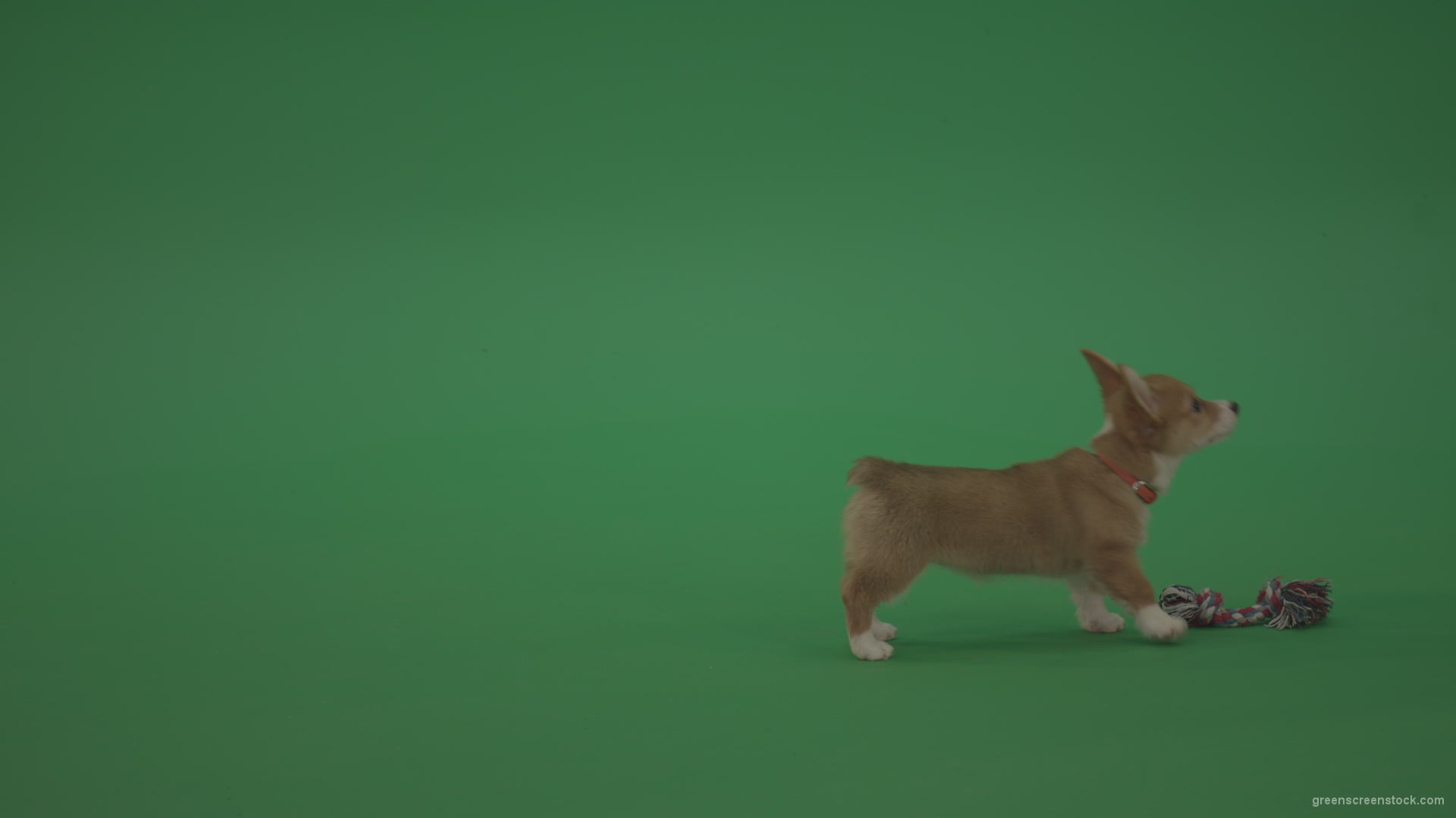 Small-toy-Korgi-welsh-dog-play-with-doll-on-green-screen-isolated_007 Green Screen Stock