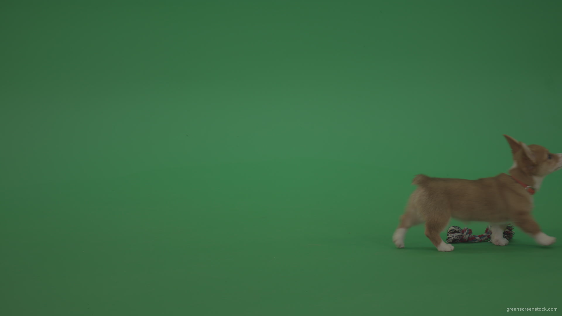 Small-toy-Korgi-welsh-dog-play-with-doll-on-green-screen-isolated_008 Green Screen Stock