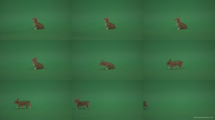 Small-toy-dog-Pembroke-Welsh-Corgi-puppy-sitting-and-go-away-in-side-view-on-green-screen Green Screen Stock