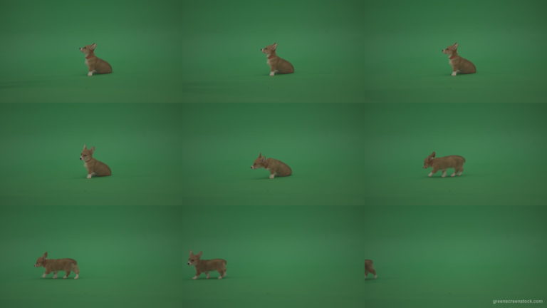 Small-toy-dog-Pembroke-Welsh-Corgi-puppy-sitting-and-go-away-in-side-view-on-green-screen Green Screen Stock